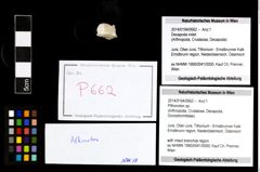 Foto (Objekt + Etikett) von Pithonoton sp.  (NHMW-GEO-2014-0194-0662)